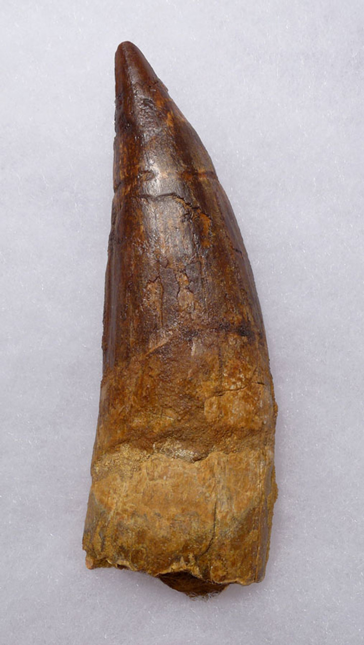 DT5-293 - RARE 5 INCH SPINOSAURUS FOSSIL TOOTH FROM A HUGE DINOSAUR