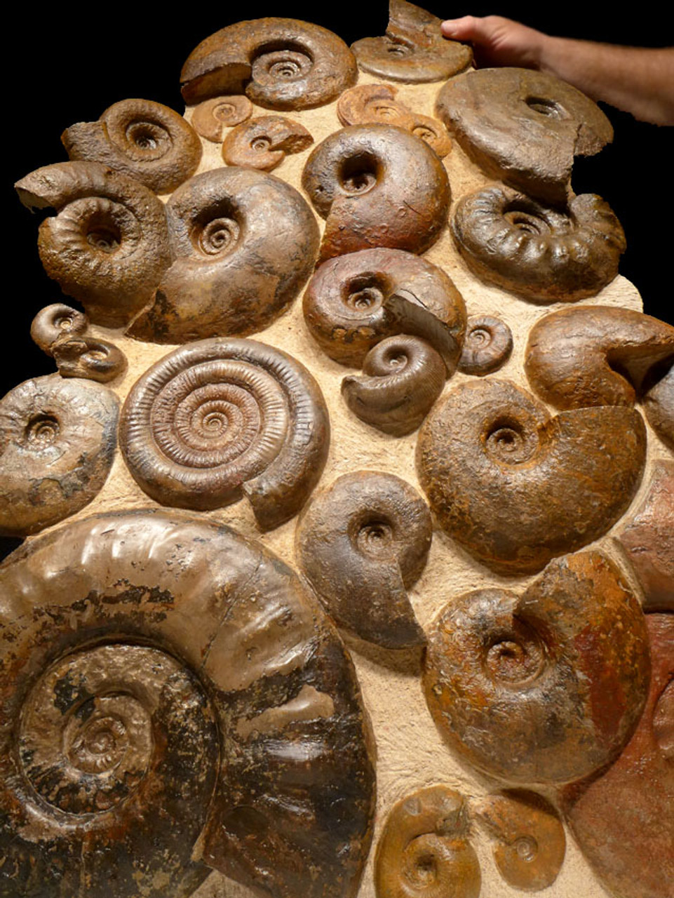 AMX331 - MASSIVE 36" AMMONITE WALL FILLED WITH 28 RARE JURASSIC OCEAN LIFE FOSSILS OF SUPERB PRESERVATION
