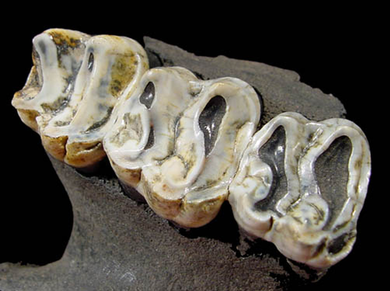 LM44-004 - LARGE COMPLETE FOSSIL TAPIR LEFT MOLAR SET WITH MAXILLA JAW BONE ATTACHED 