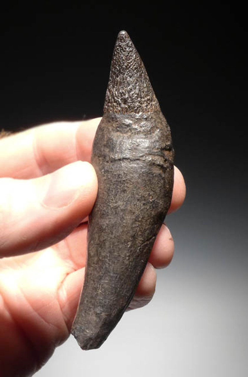 WH013 - COMPLETE 4 INCH PREHISTORIC SPERM WHALE TOOTH WITH SHARP UNWORN TIP AND FULL ROOT
