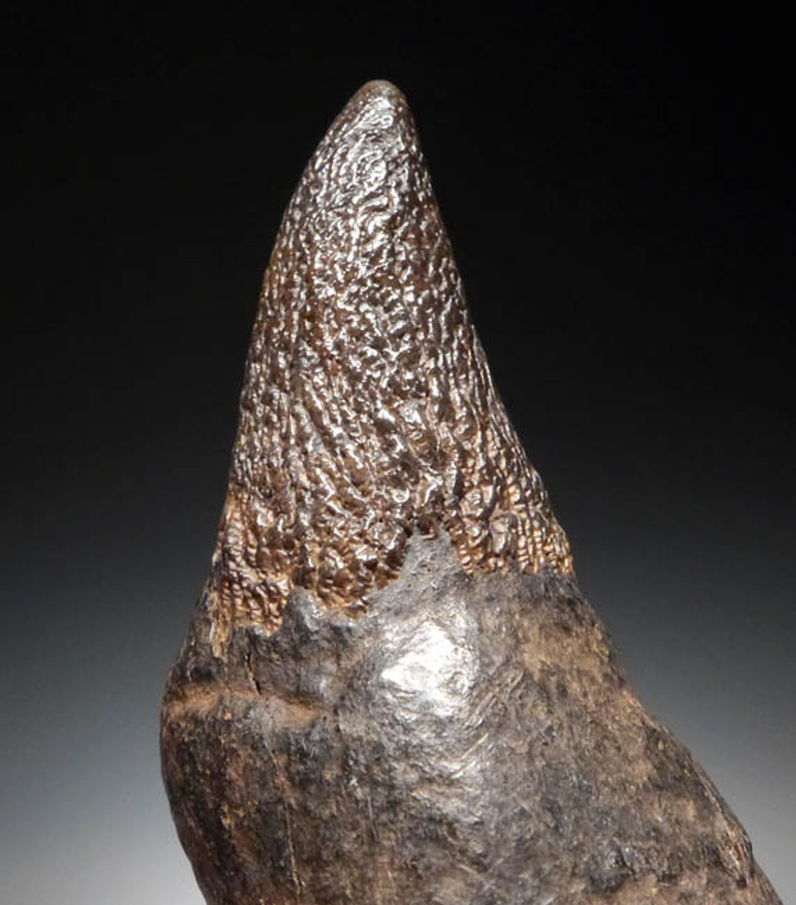 WH013 - COMPLETE 4 INCH PREHISTORIC SPERM WHALE TOOTH WITH SHARP UNWORN TIP AND FULL ROOT