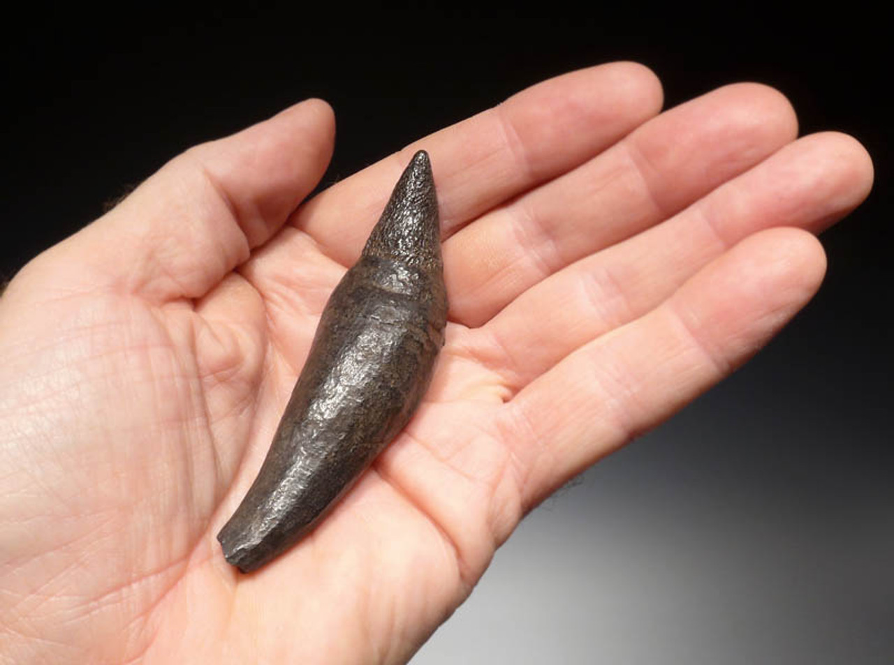 WH013 - COMPLETE 4 INCH PREHISTORIC SPERM WHALE TOOTH WITH SHARP UNWORN TIP AND FULL ROOT