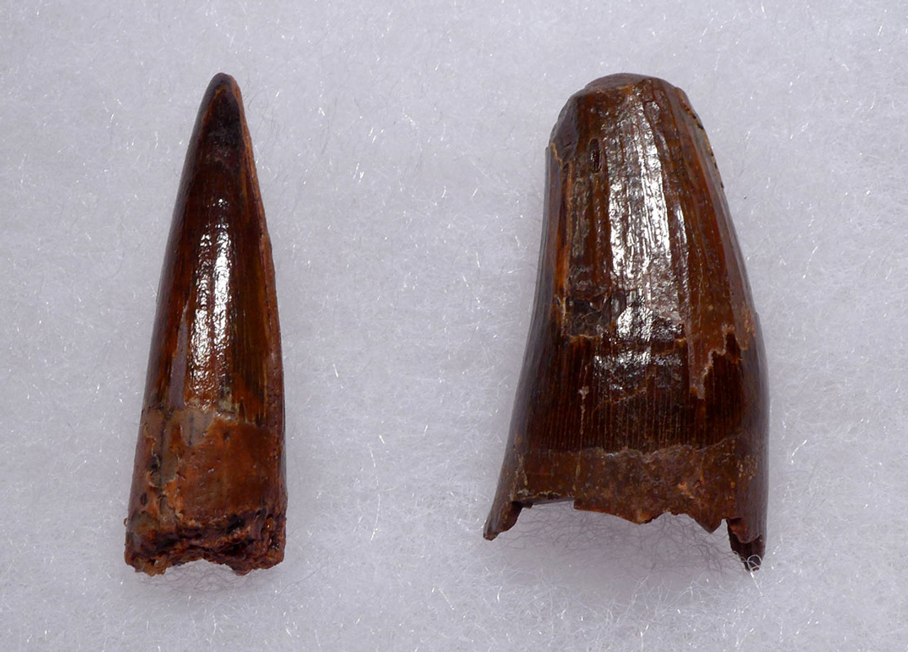 DT5-314 - SET OF TWO PREMIUM SPINOSAURUS ADULT AND BABY DINOSAUR FOSSIL TEETH