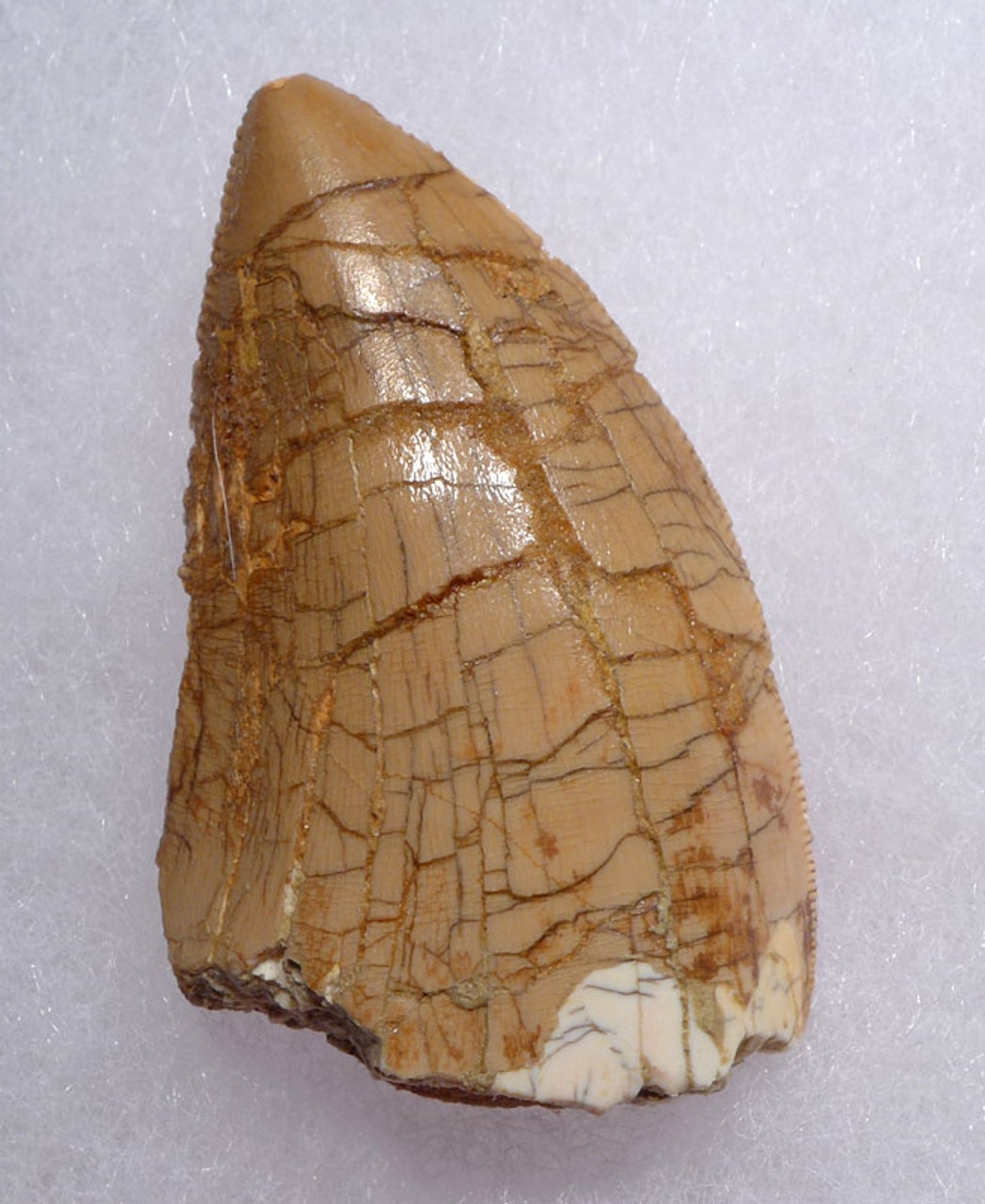 DT2-091 - CARCHARODONTOSAURUS FOSSIL TOOTH FROM THE LARGEST MEAT-EATING DINOSAUR 