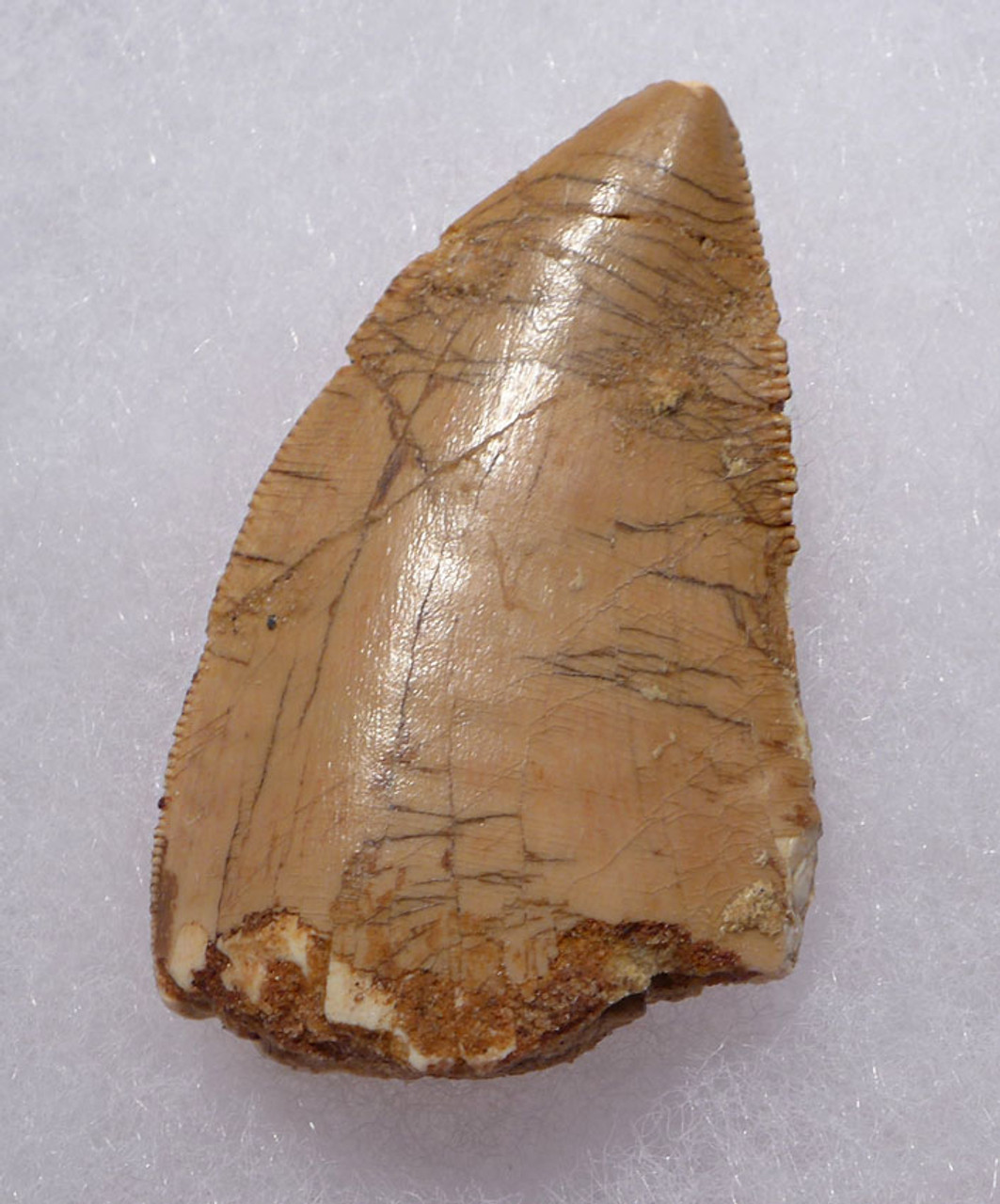 DT2-091 - CARCHARODONTOSAURUS FOSSIL TOOTH FROM THE LARGEST MEAT-EATING DINOSAUR 
