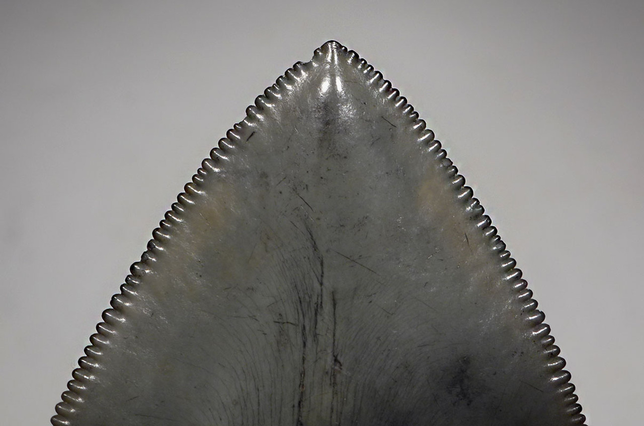 SH6-401 - COLLECTOR GRADE 4.3 INCH SILVER MEGALODON SHARK TOOTH