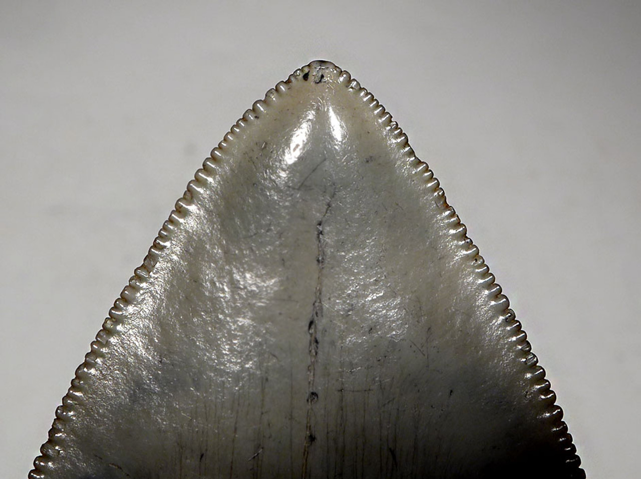 SH6-400 - COLLECTOR GRADE 4.3 INCH MEGALODON SHARK TOOTH WITH RARE SYMMETRICAL PATTERNED BLUE GRAY ENAMEL