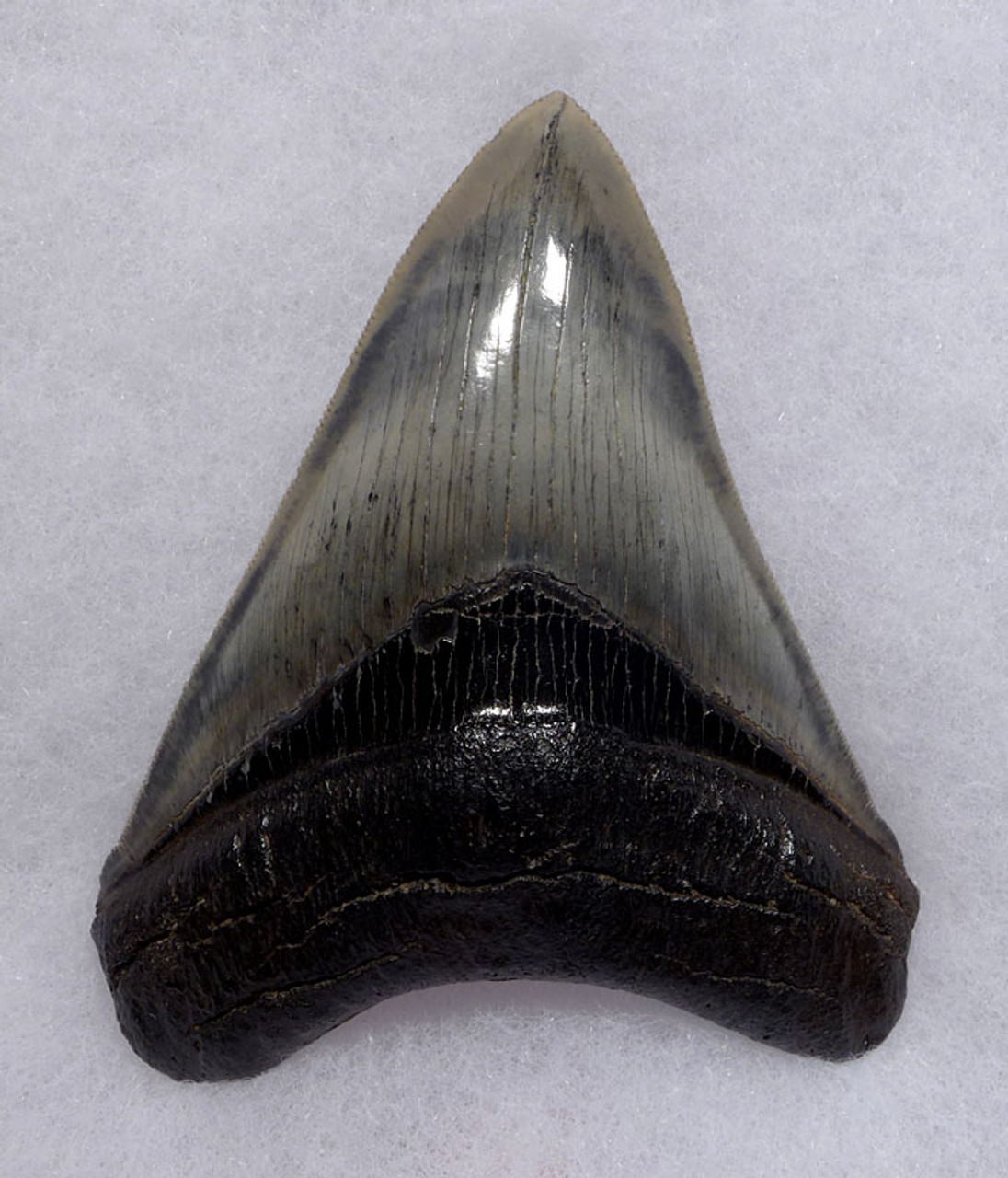 SH6-400 - COLLECTOR GRADE 4.3 INCH MEGALODON SHARK TOOTH WITH RARE SYMMETRICAL PATTERNED BLUE GRAY ENAMEL