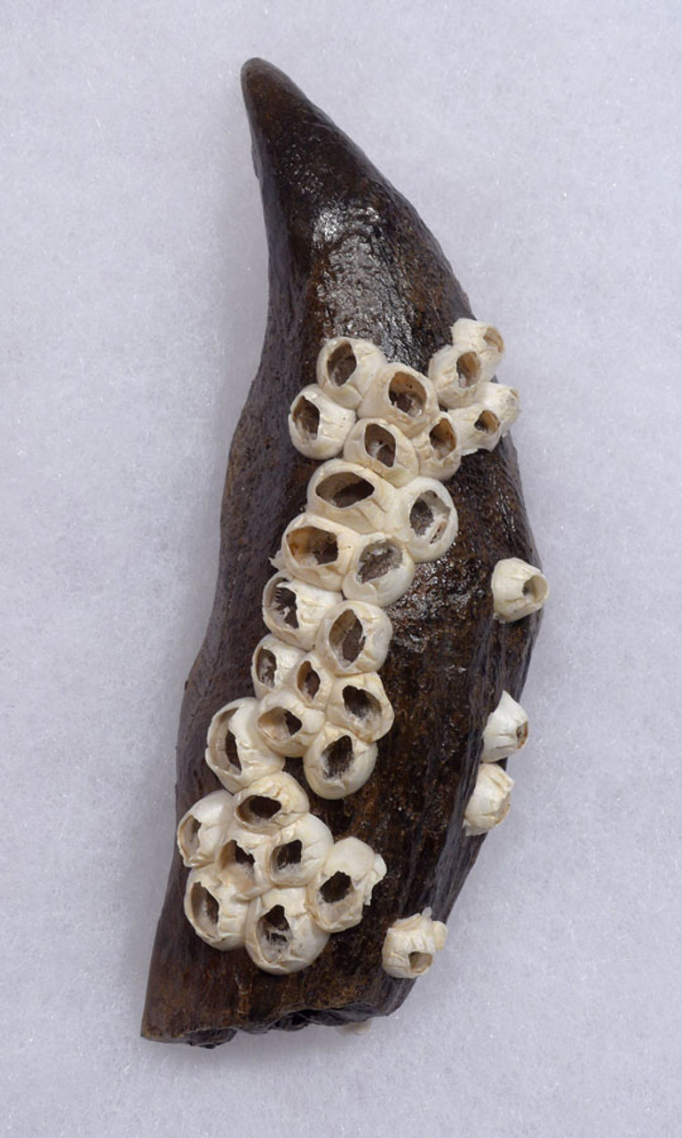 WH028 - MUSEUM GRADE ROBUST 5.25 INCH PREHISTORIC SPERM WHALE TOOTH WITH FULL CROWN AND BARNACLE ENCRUSTED ROOT