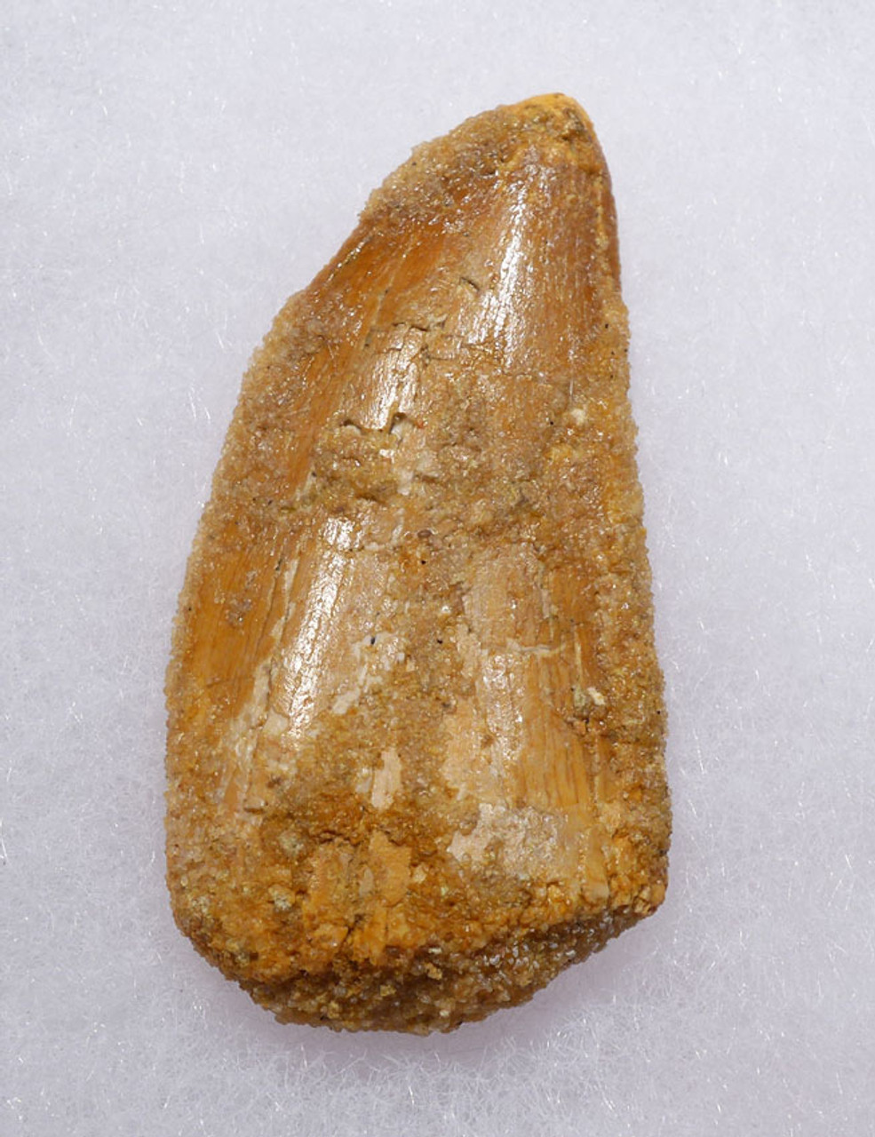 DT2-096 - CARCHARODONTOSAURUS FOSSIL TOOTH FROM THE LARGEST MEAT-EATING DINOSAUR 