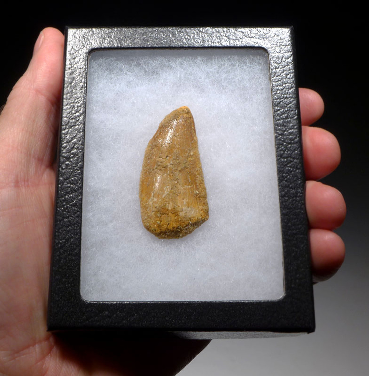 DT2-096 - CARCHARODONTOSAURUS FOSSIL TOOTH FROM THE LARGEST MEAT-EATING DINOSAUR 