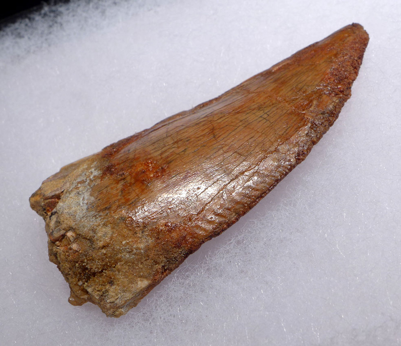 DT2-092 - LARGE 3 INCH FOSSIL CARCHARODONTOSAURUS TOOTH FROM THE LARGEST MEAT-EATING DINOSAUR 