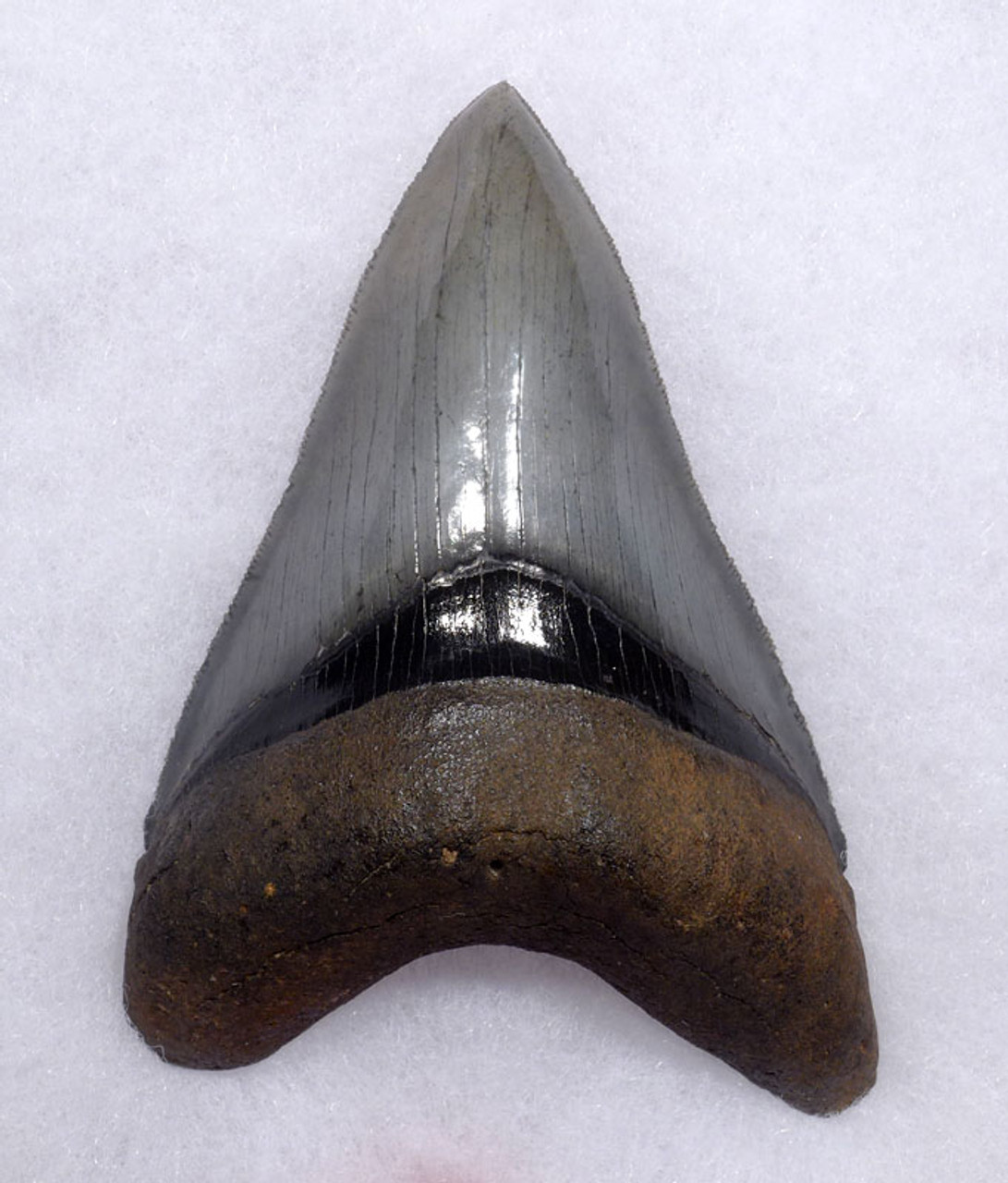SH6-407 - COLLECTOR GRADE MEGALODON SHARK STABBING LOWER JAW TOOTH 4.6 INCHES LONG