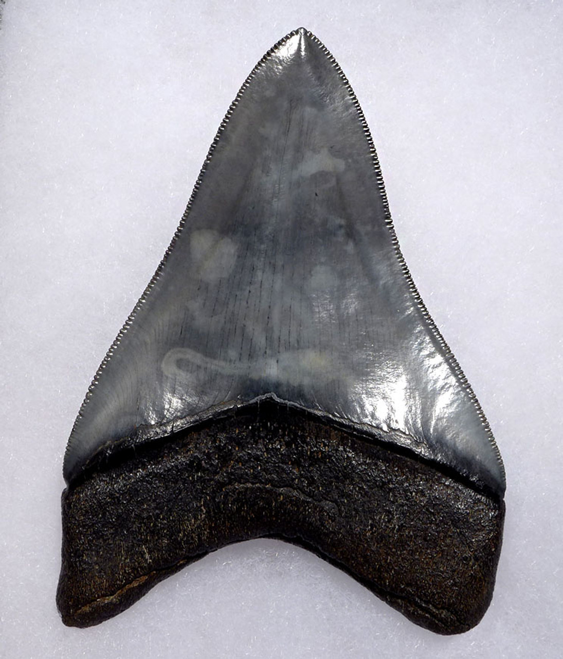 SH6-408 - FINEST GRADE 4.25 INCH MEGALODON SHARK TOOTH WITH CHATOYANT BLUE-GRAY 