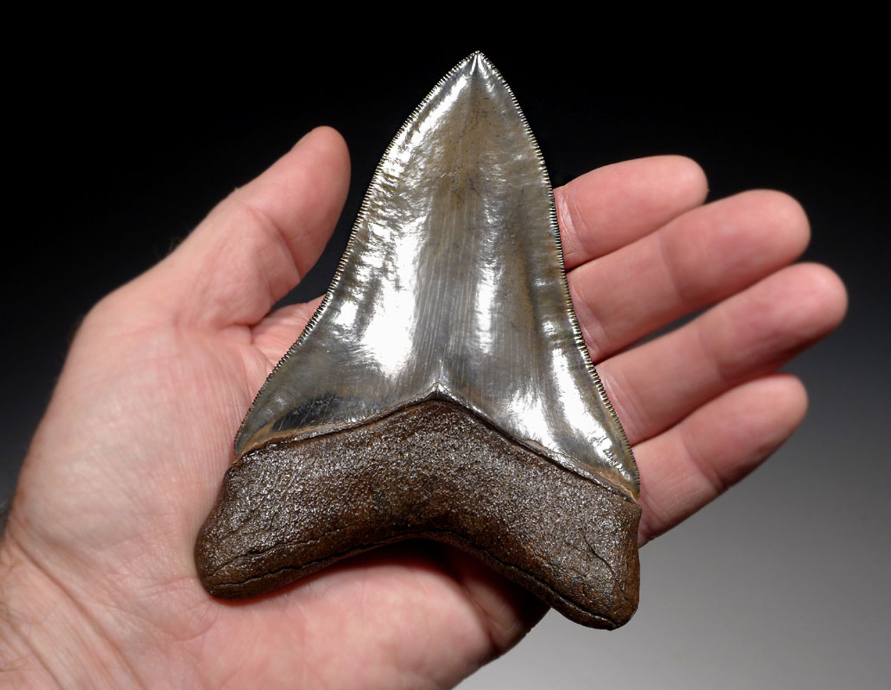 SH6-405 - INVESTMENT GRADE 5 INCH MEGALODON SHARK TOOTH WITH RARE OPEN SPOTTED GOLD AND GRAY ENAMEL