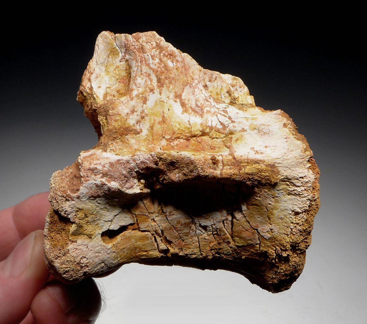 DBX020 - RARE "RAPTOR" DROMAEOSAUR DINOSAUR FOSSIL CAUDAL VERTEBRA BONE WITH INTACT NEURAL CANAL