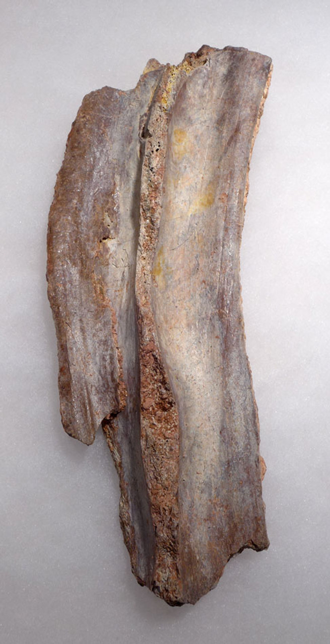 DBX018 - ULTRA-RARE SPINOSAURUS PARTIAL FOSSIL SAIL SPINE BONE