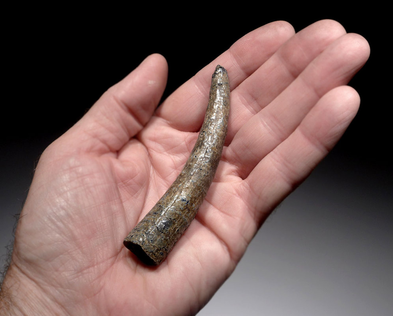 WH033 - RARE PREHISTORIC SPERM PHYSETER WHALE TOOTH OF EXCEPTIONAL SIZE PRESERVATION