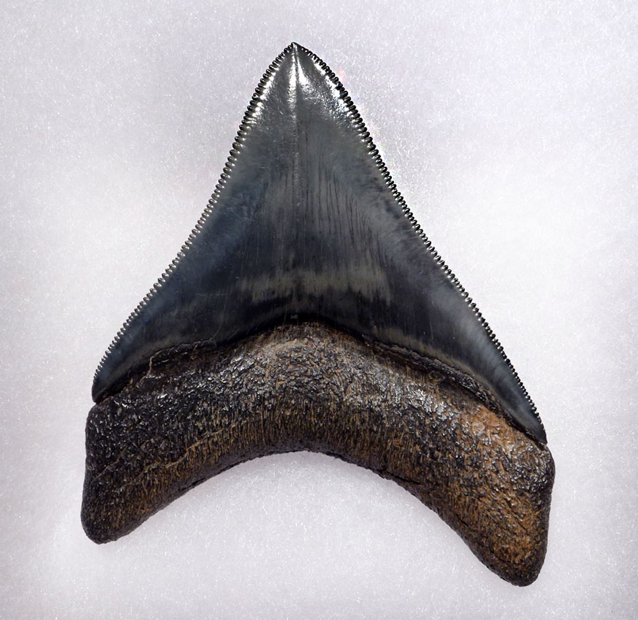 POSTERIOR MEGALODON SHARK TOOTH FINEST GRADE WITH CHARCOAL AND BLUE ENAMEL *SH6-415