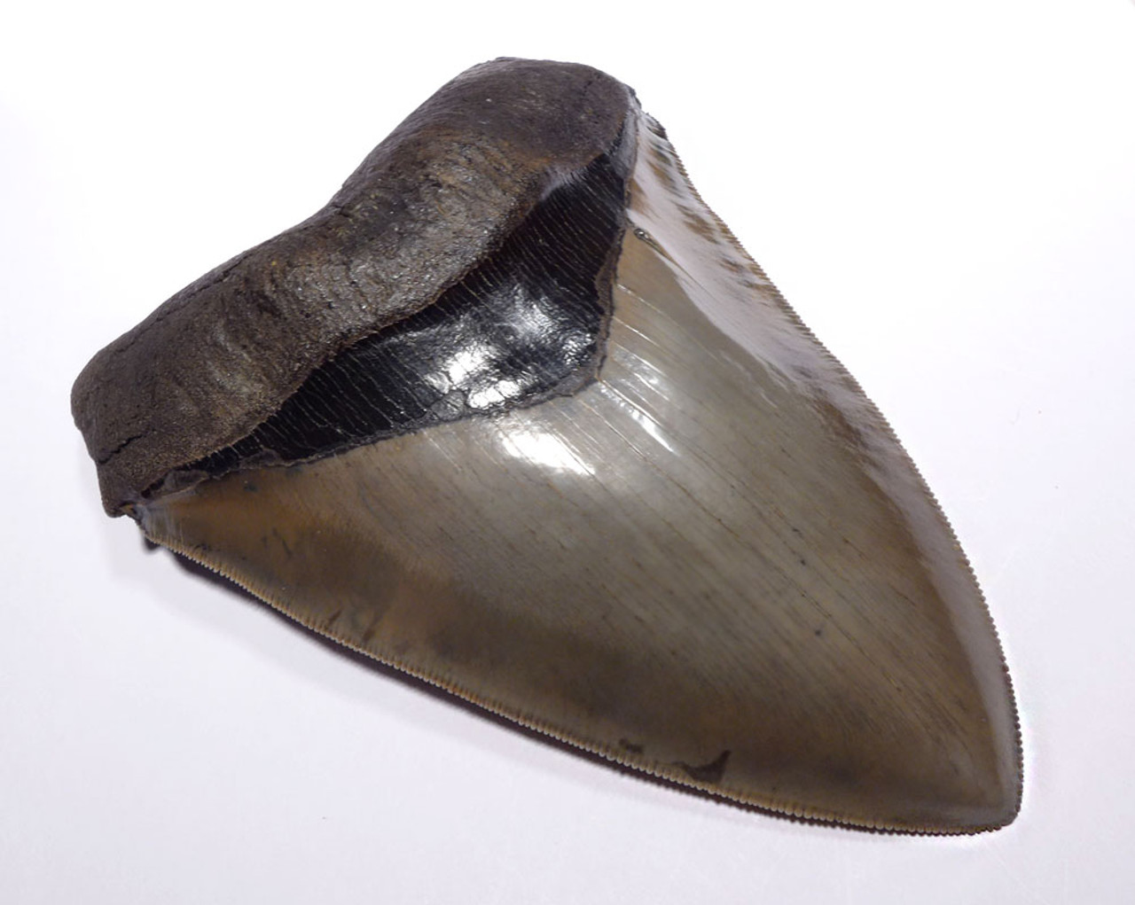 LARGE MEGALODON SHARK TOOTH 5.25 INCH COLLECTOR GRADE WITH STRONG CHATOYANCE *SH6-411