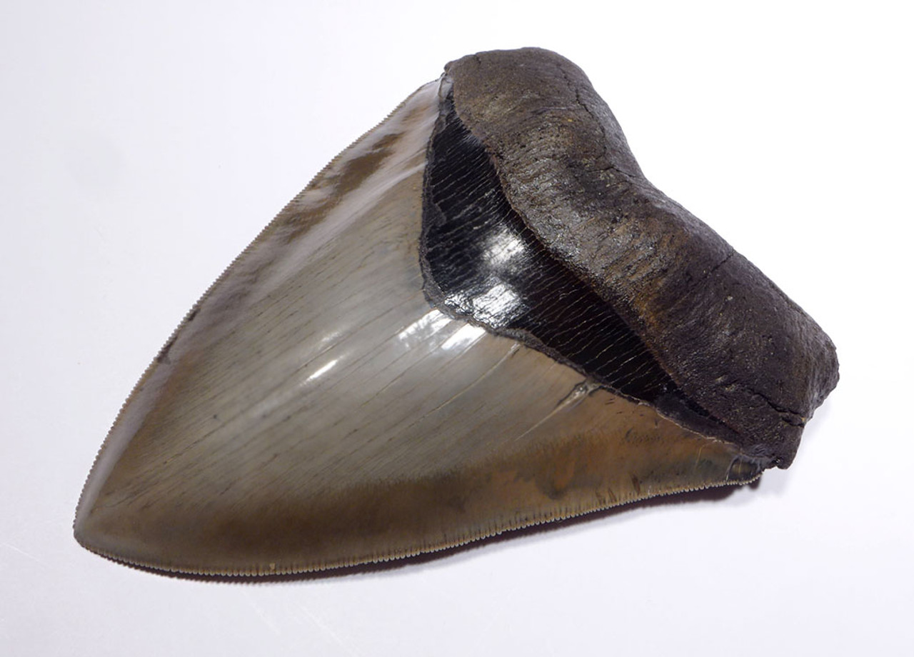 LARGE MEGALODON SHARK TOOTH 5.25 INCH COLLECTOR GRADE WITH STRONG CHATOYANCE *SH6-411