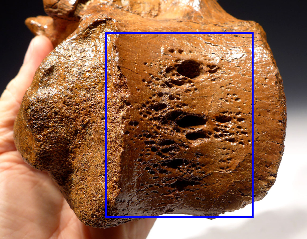 LARGE EDMONTOSAURUS HADROSAUR DINOSAUR LUMBAR VERTEBRA WITH EVIDENCE OF DISEASE *DBX013