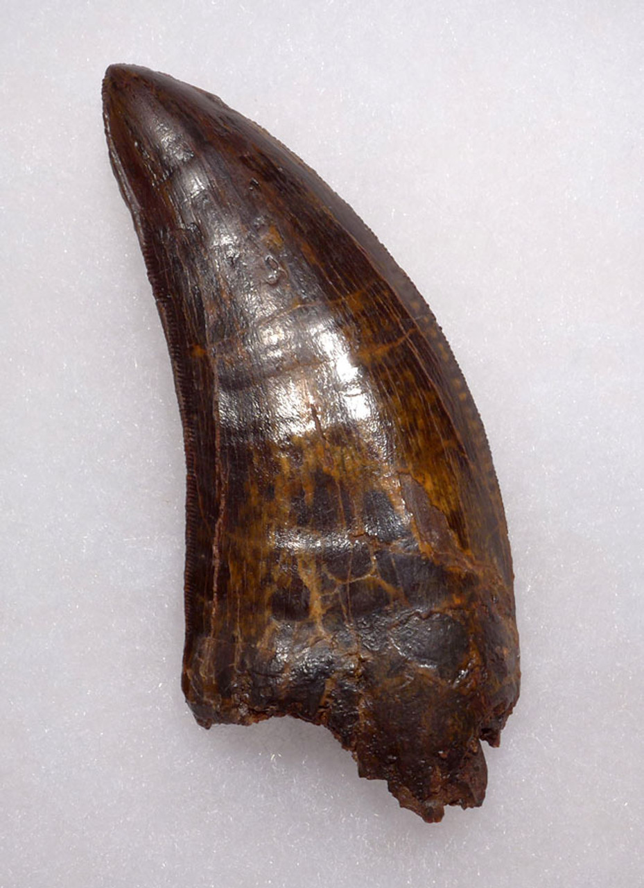 FINEST QUALITY 3.5 INCH CARCHARODONTOSAURUS FOSSIL TOOTH FROM THE LARGEST MEAT-EATING DINOSAUR *DT2-099