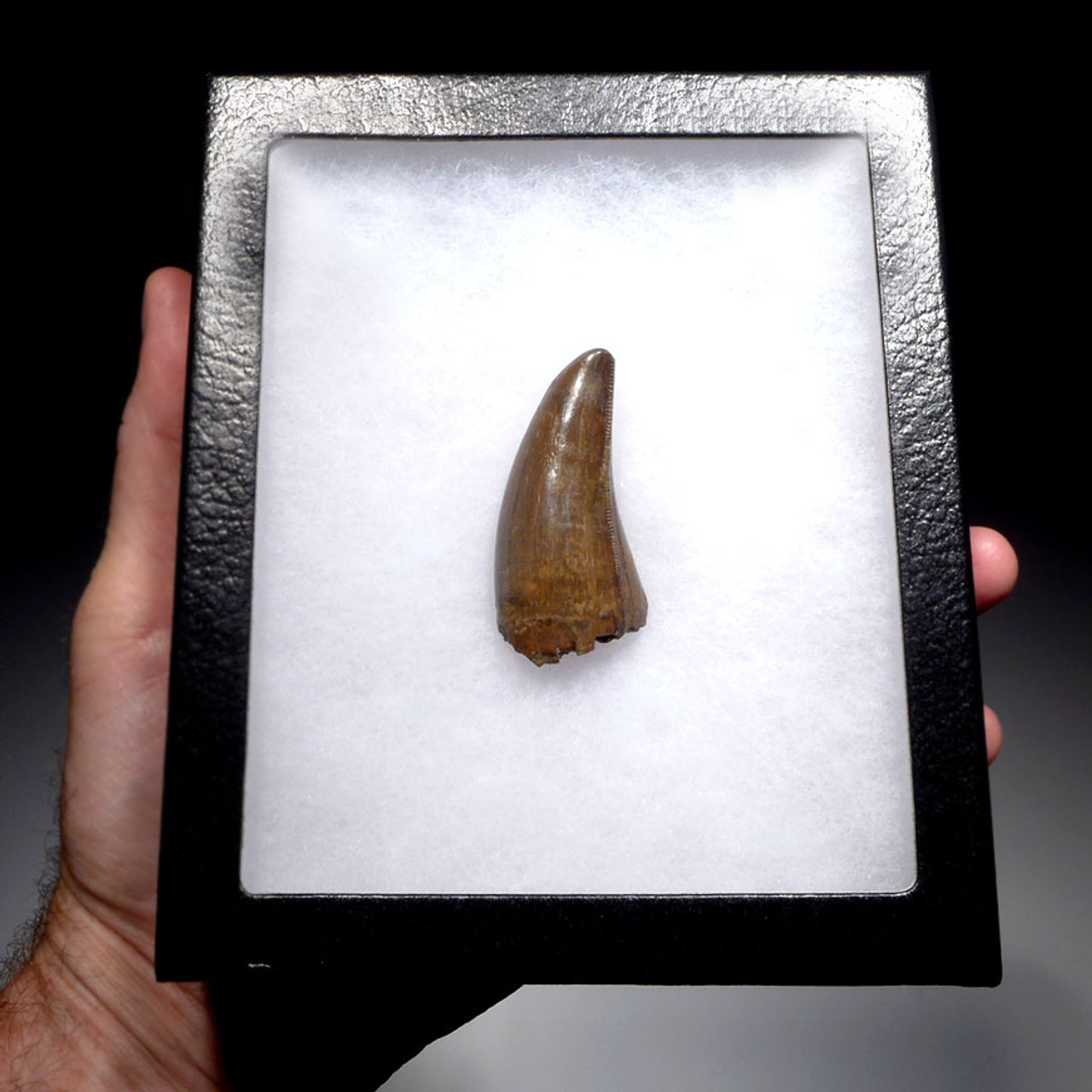 INVESTMENT GRADE UNBROKEN 2.4 INCH TYRANNOSAURUS T REX TOOTH WITH SUPREME PRESERVATION *DT18-116