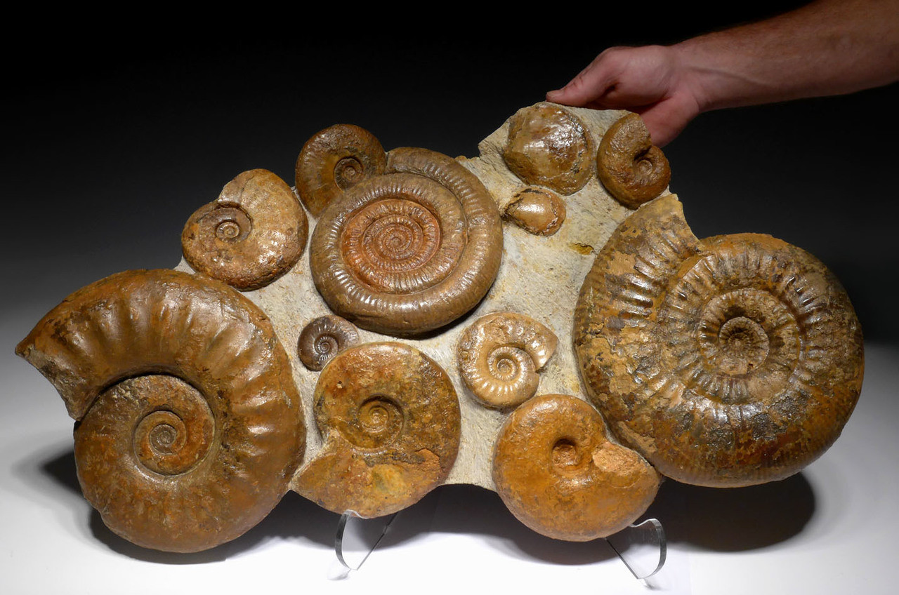 GIANT INTERIOR DESIGN GIANT FOSSIL OCEAN LIFE AMMONITE GROUP *AMX397