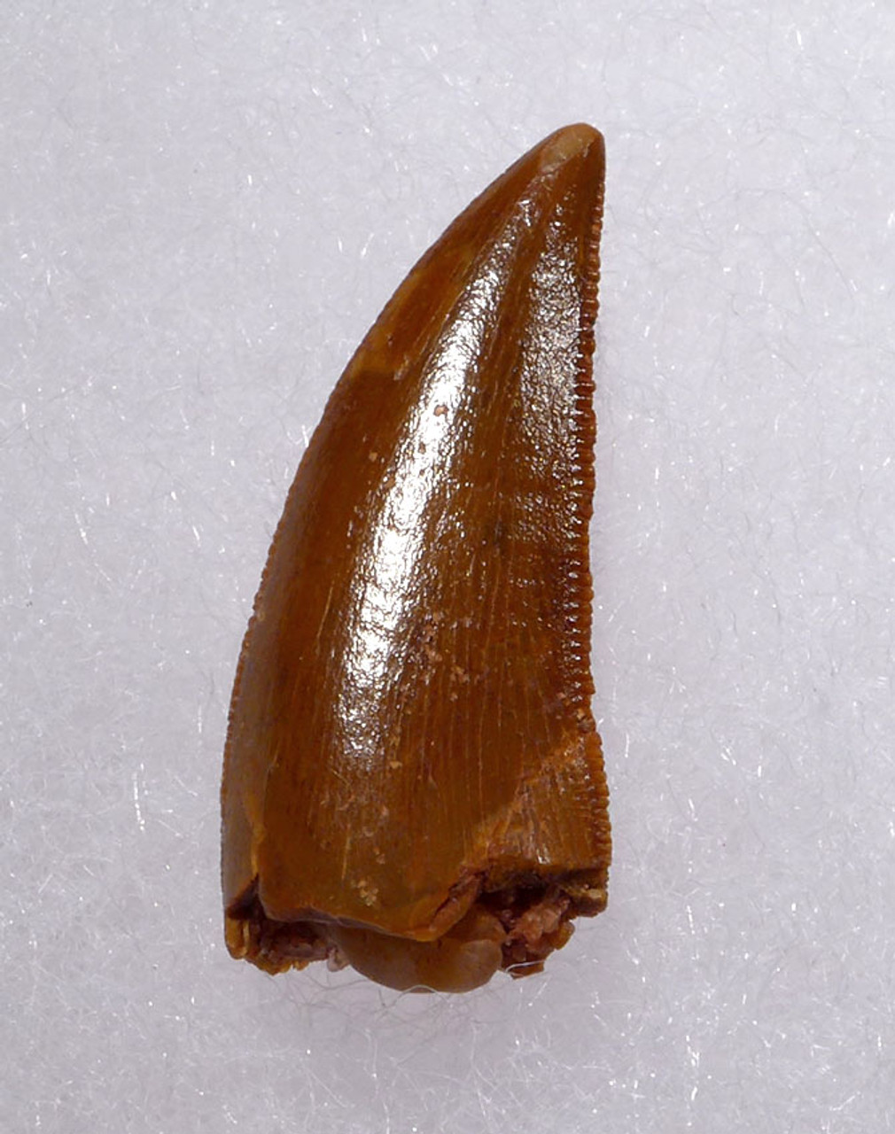 SUPREME MAXIMUM SIZE DROMAEOSAUR " RAPTOR " FOSSIL DINOSAUR TOOTH *DT6-287