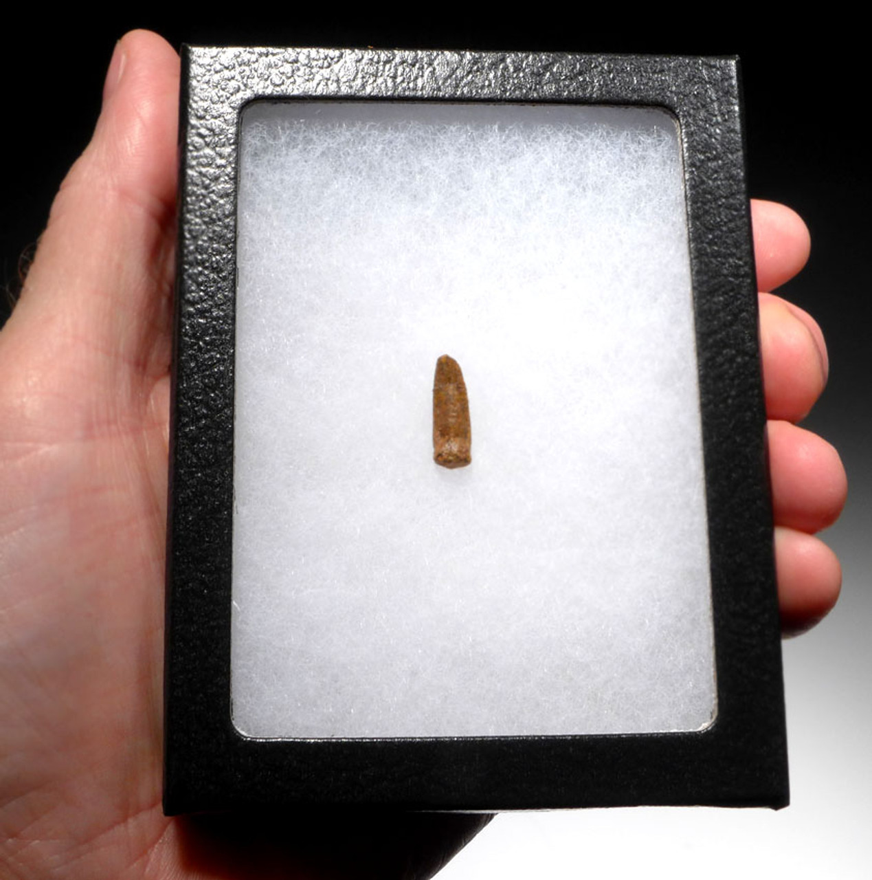 THE SMALLEST FOSSIL TOOTH WE EVER HAD FROM A BABY DIPLODOCOID SAUROPOD DINOSAUR *DT9-030
