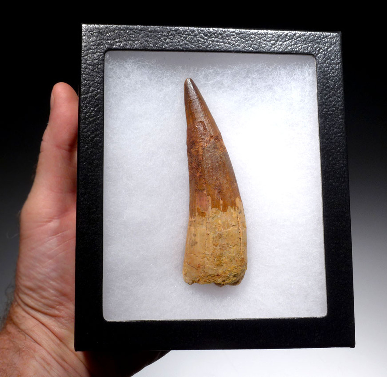 LARGE 4.5 INCH SPINOSAURUS FOSSIL TOOTH FROM A HUGE DINOSAUR *DT5-317