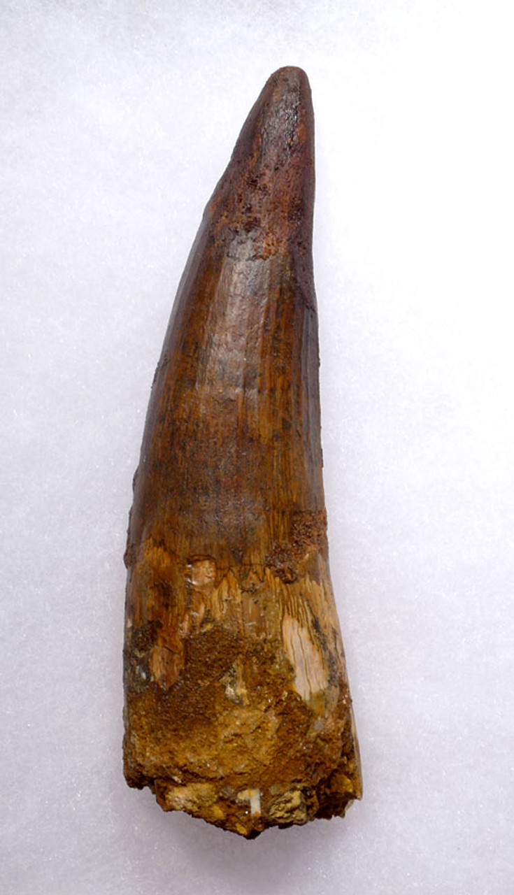 GIANT 4.75 INCH SPINOSAURUS FOSSIL TOOTH FROM A HUGE DINOSAUR *DT5-320