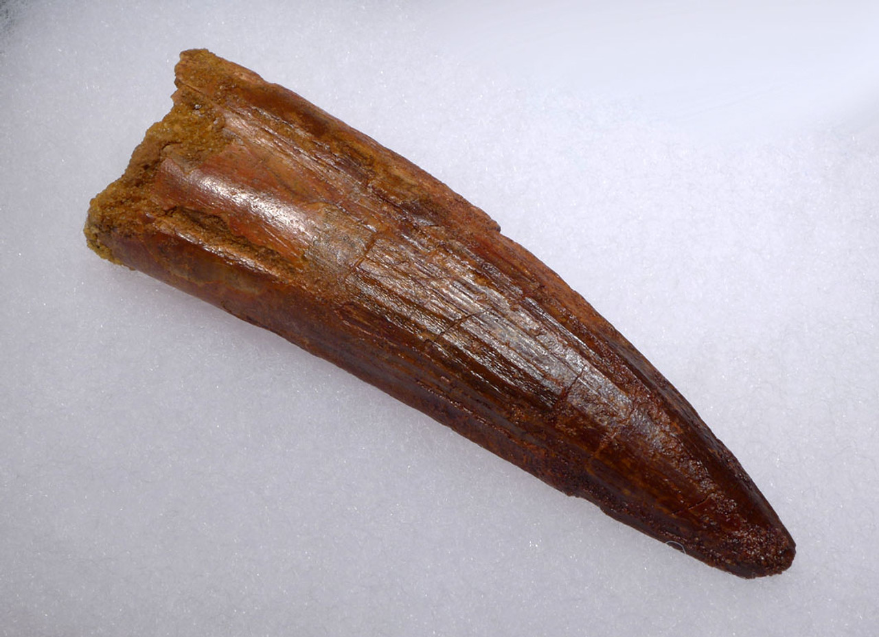 EXTREMELY RARE UNBROKEN 4.25 INCH SPINOSAURUS FOSSIL TOOTH WITH A SHARP TIP FROM A HUGE DINOSAUR *DT5-321