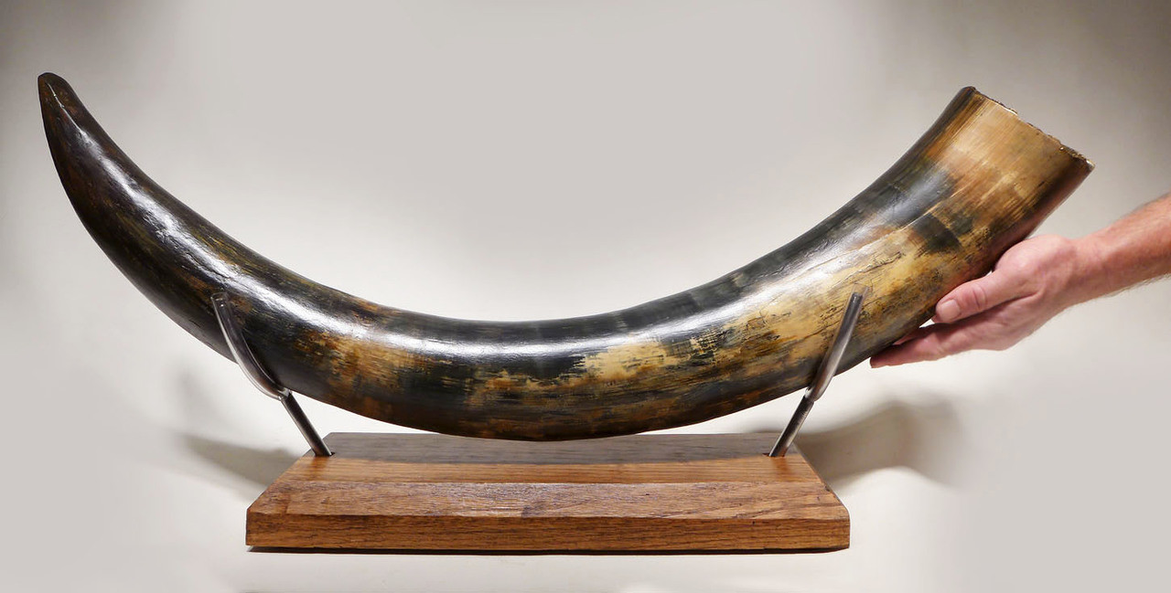 STUNNING ROBUST WOOLLY MAMMOTH TUSK OF BLUE IVORY FROM EUROPE *MT028