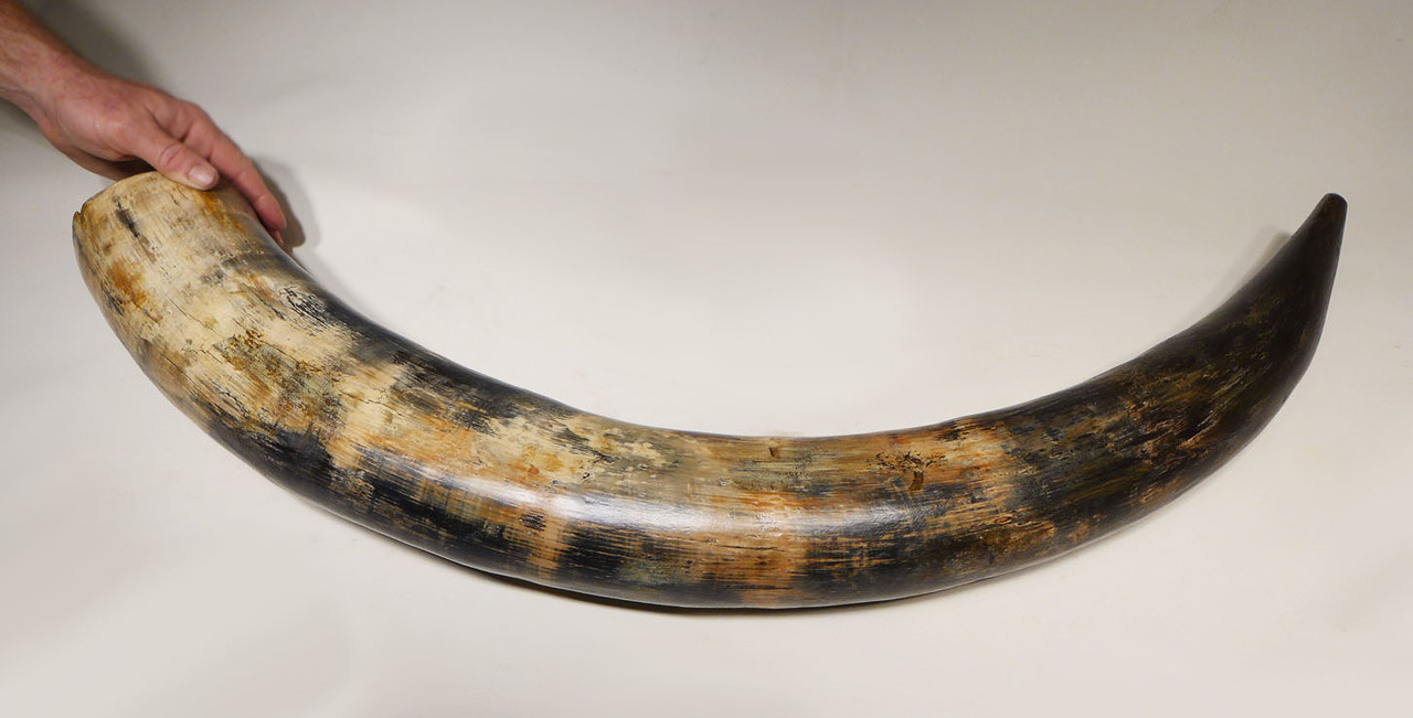 STUNNING ROBUST WOOLLY MAMMOTH TUSK OF BLUE IVORY FROM EUROPE *MT028