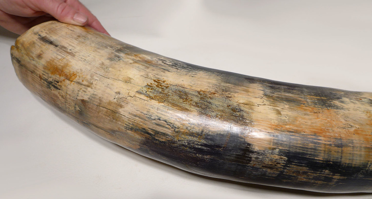 BLUE IVORY WOOLLY MAMMOTH TUSK FOR SALE