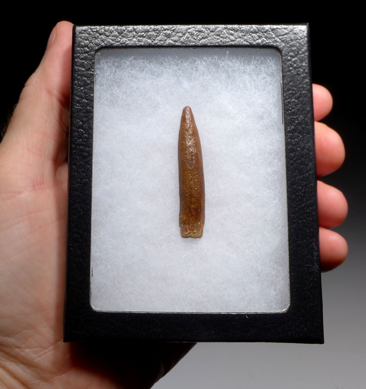 FINEST UNBROKEN FOSSIL DINOSAUR TOOTH WITH RARE SHARP TIP FROM A DIPLODOCOID SAUROPOD *DT9-032