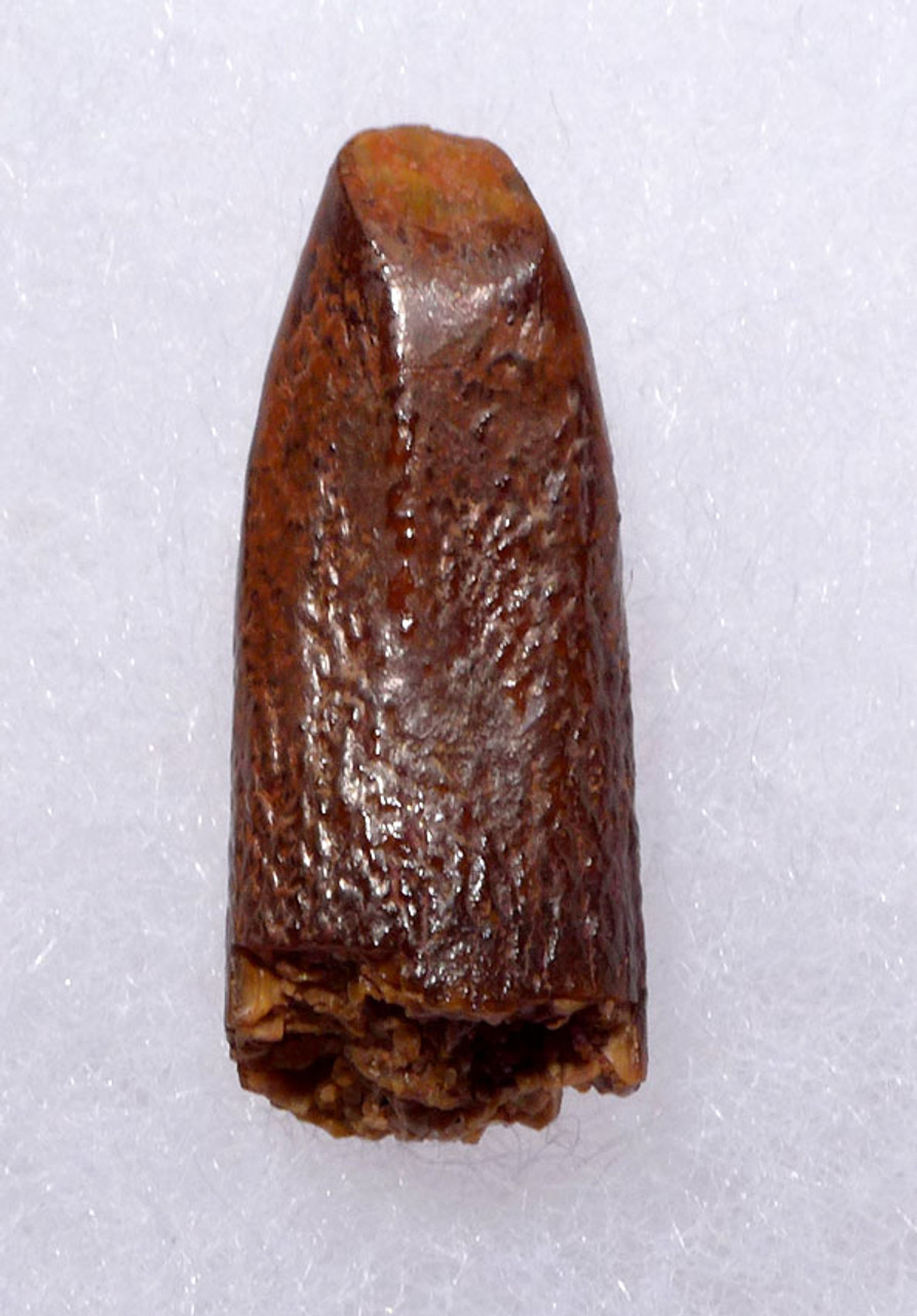 PREMIUM FOSSIL TOOTH FROM A DIPLODOCOID SAUROPOD DINOSAUR *DT9-033