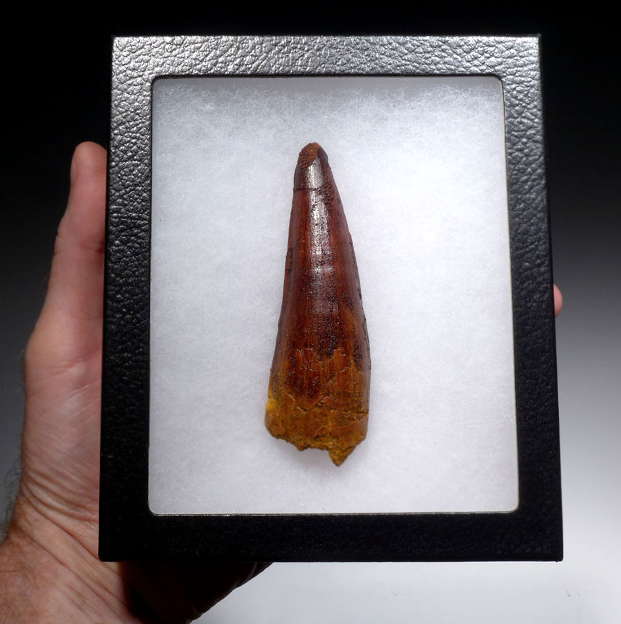 UNBROKEN NEARLY 4 INCH SPINOSAURUS FOSSIL TOOTH FROM A HUGE DINOSAUR *DT5-329