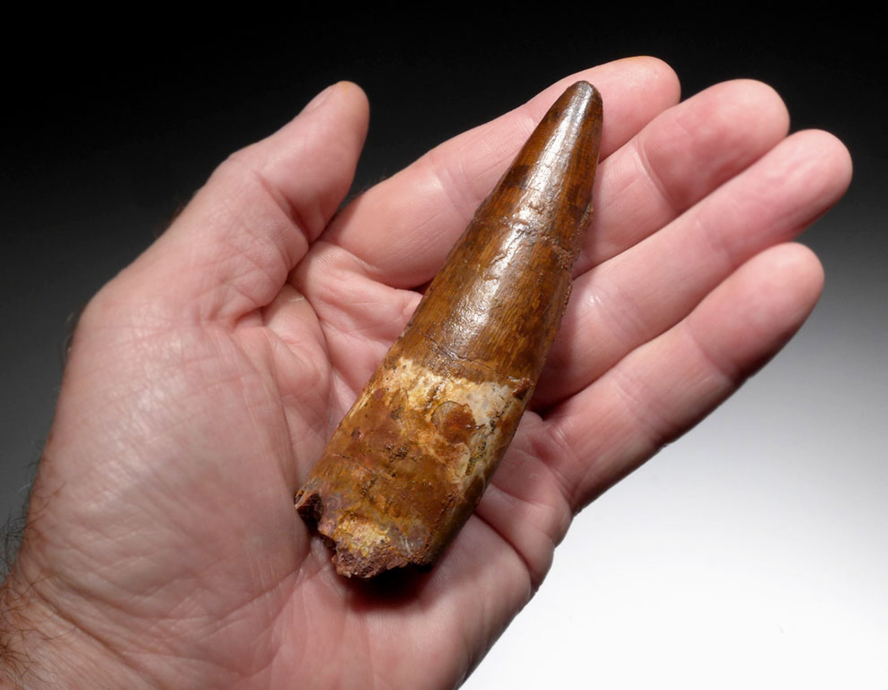 WHOPPER 4 INCH SPINOSAURUS FOSSIL TOOTH FROM A LARGE DINOSAUR *DT5-338