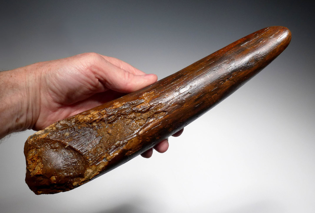 WOOLLY MAMMOTH TUSK FOR SALE