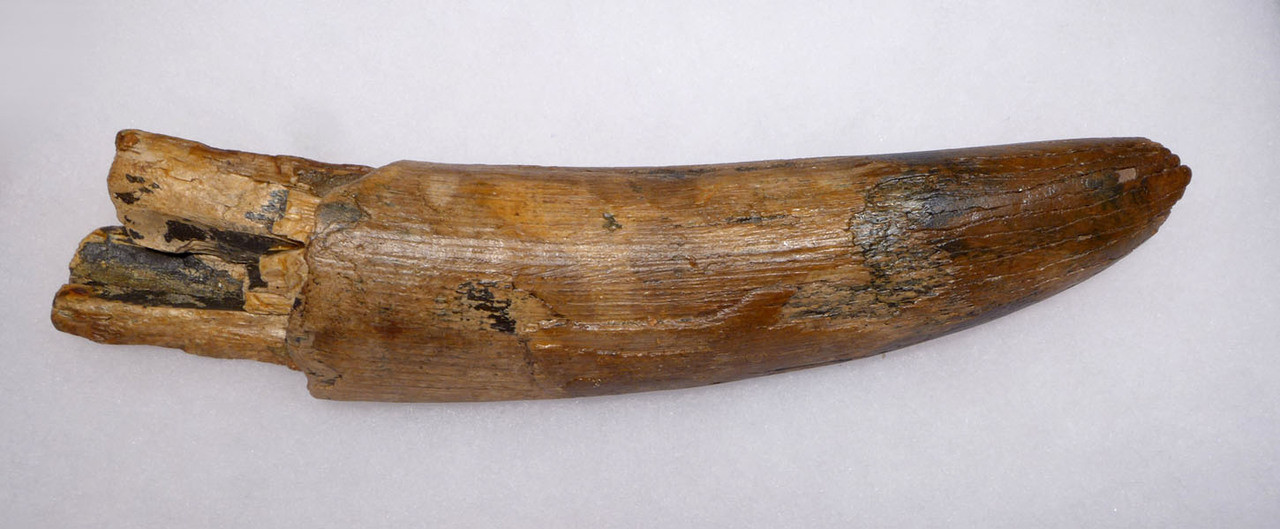 NATURAL MAMMOTH FOSSIL IVORY