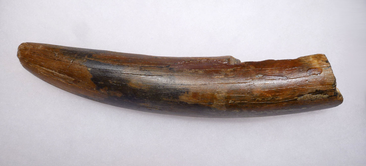 MAMMOTH TUSK FOR SALE