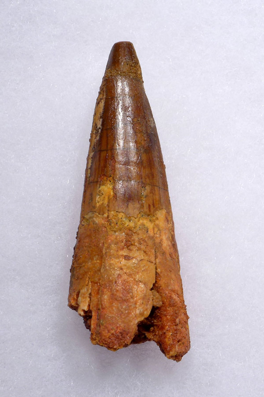 SHARP TIPPED 2.5 INCH SPINOSAURUS DINOSAUR FOSSIL TOOTH *DT5-354