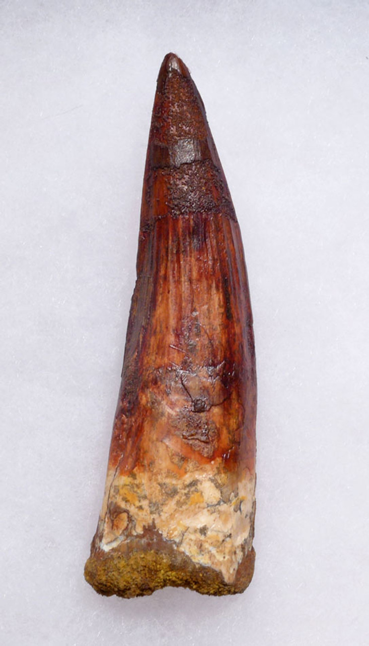 MASSIVE 4 INCH SPINOSAURUS TOOTH WITH AMAZING SHARP TIP FROM A HUGE DINOSAUR *DT5-346