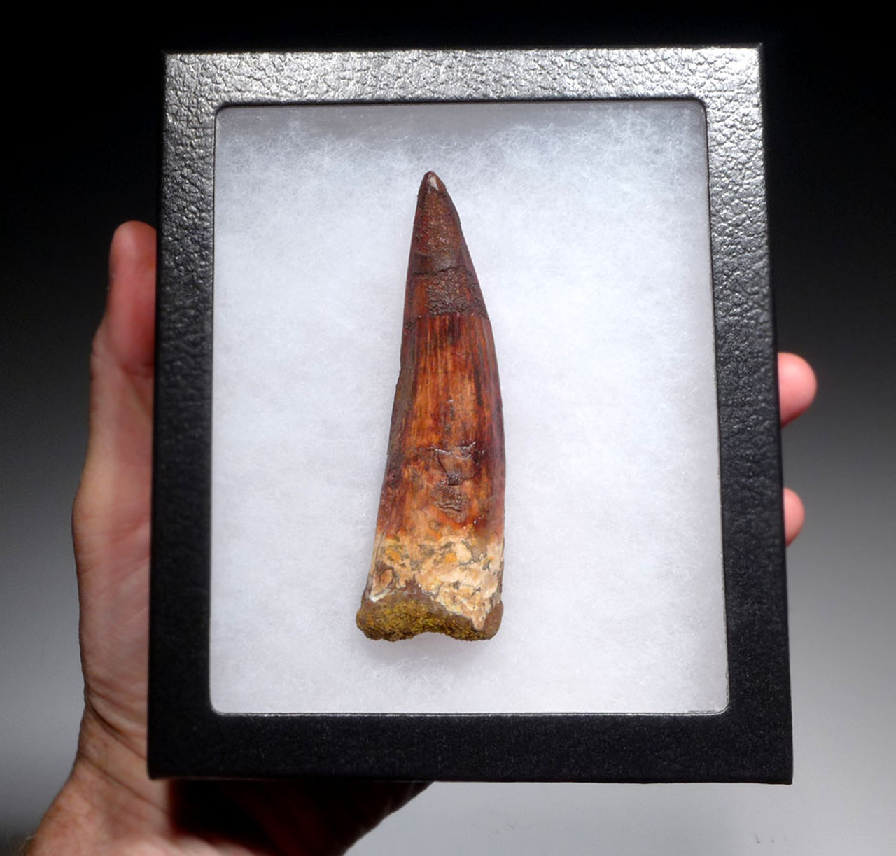 MASSIVE 4 INCH SPINOSAURUS TOOTH WITH AMAZING SHARP TIP FROM A HUGE DINOSAUR *DT5-346