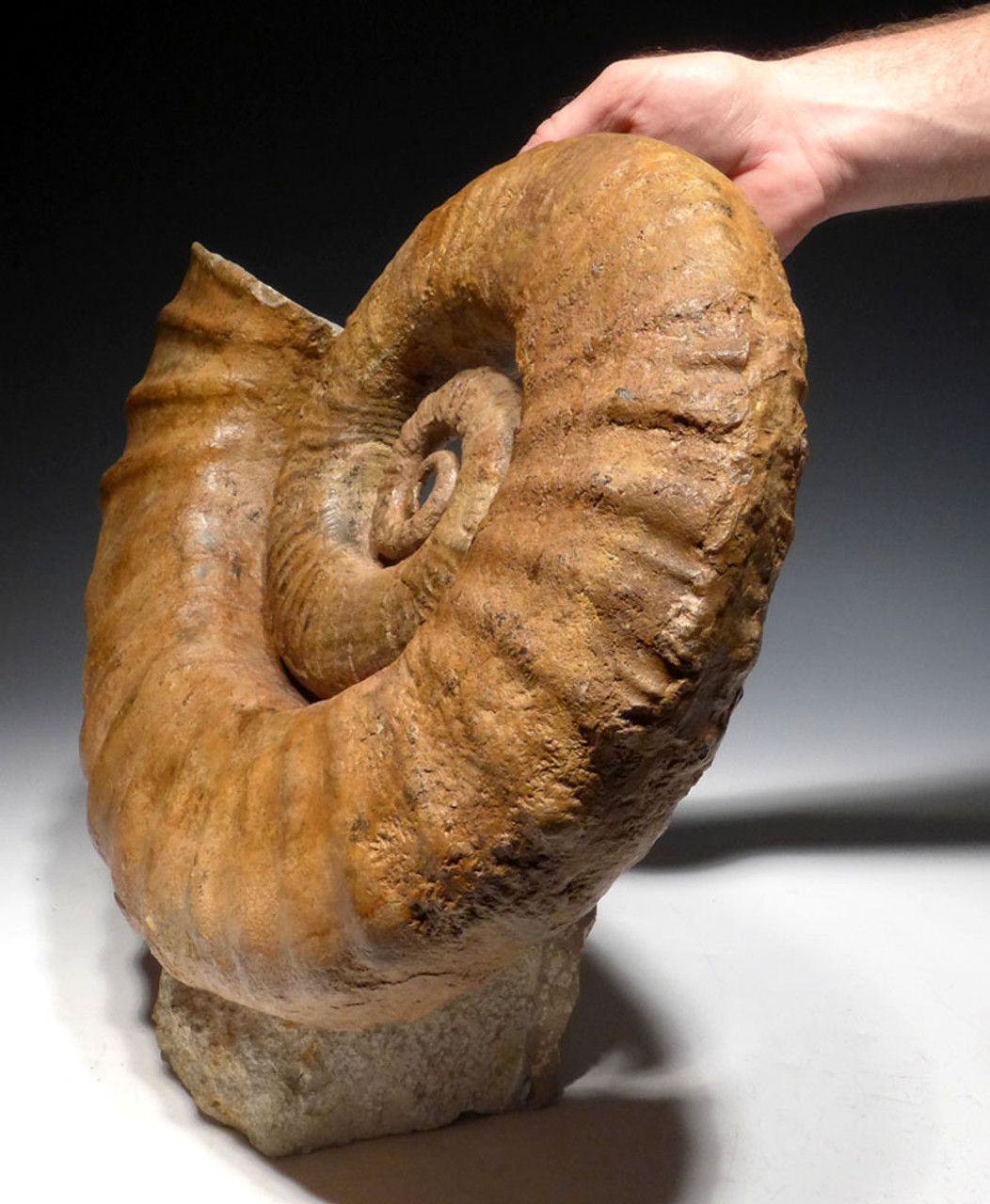 SUPERB INTERIOR DESIGN FOSSIL RARE OPEN COIL HETEROMORPH AMMONITE *AMX384