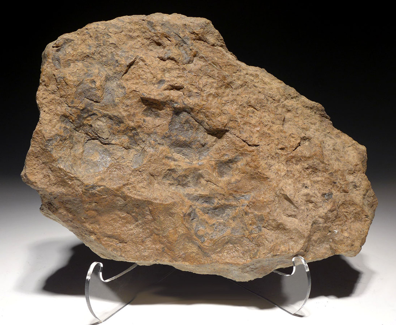 ULTRA-RARE MUSEUM-CLASS FOSSIL STROMATOLITE MICROBIAL CYANOBACTERIA COLONY MAT FROM THE PERMIAN *ST018