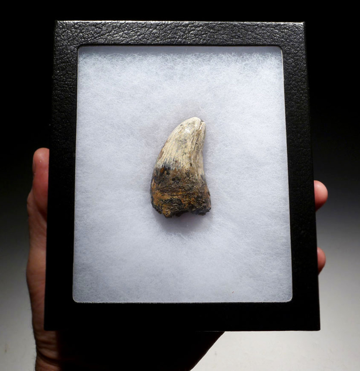 OUR LARGEST AND FINEST FOSSIL TOOTH FROM A JAVA MAN KILLER PREHISTORIC CROCODILE OF THE FAMOUS HOMO ERECTUS DEPOSITS OF SOLO RIVER INDONESIA *CROC049